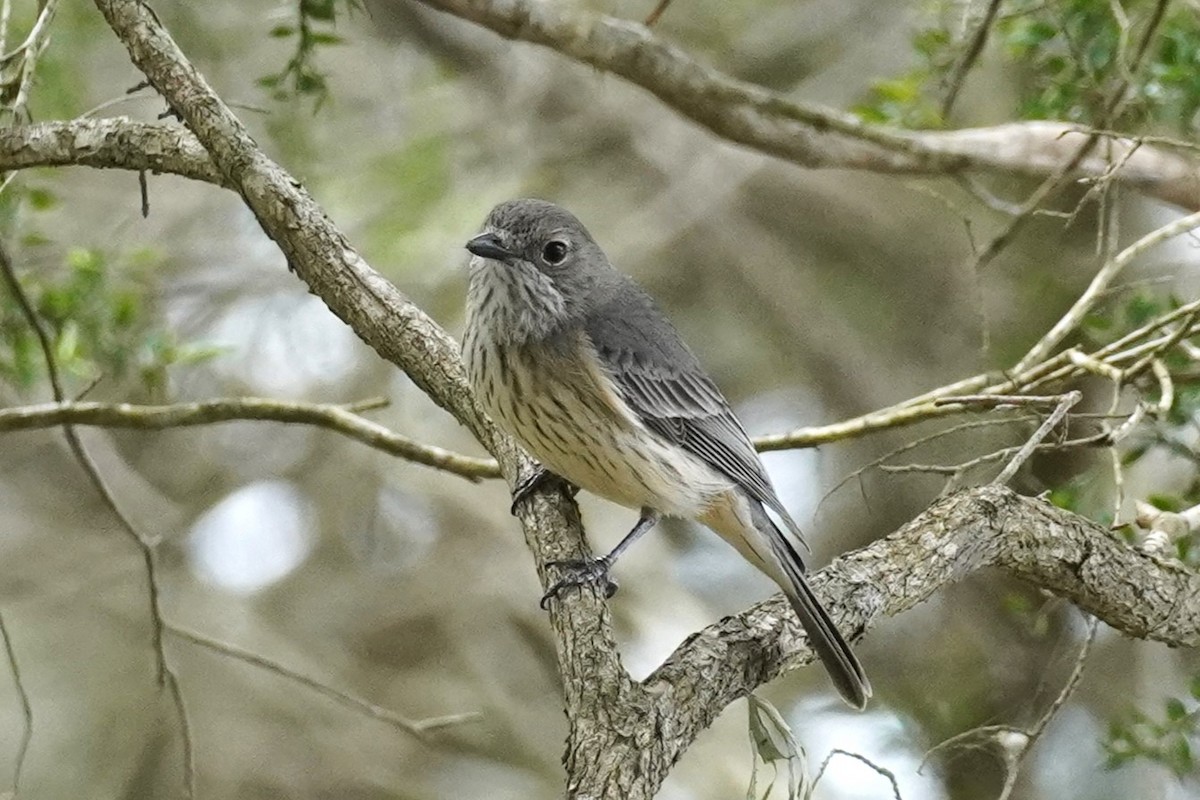 Rufous Whistler - ML624239919