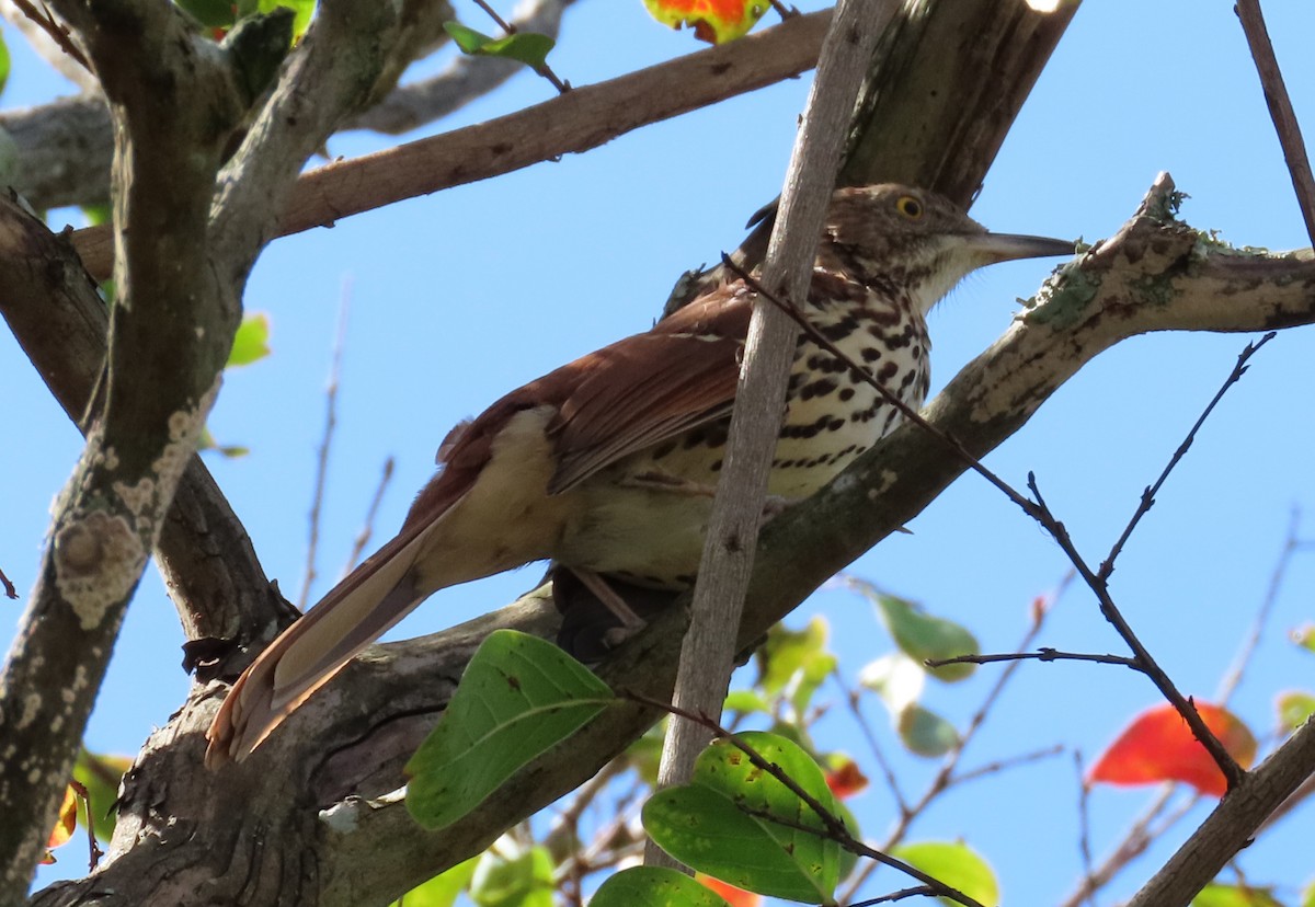 Brown Thrasher - ML624239926