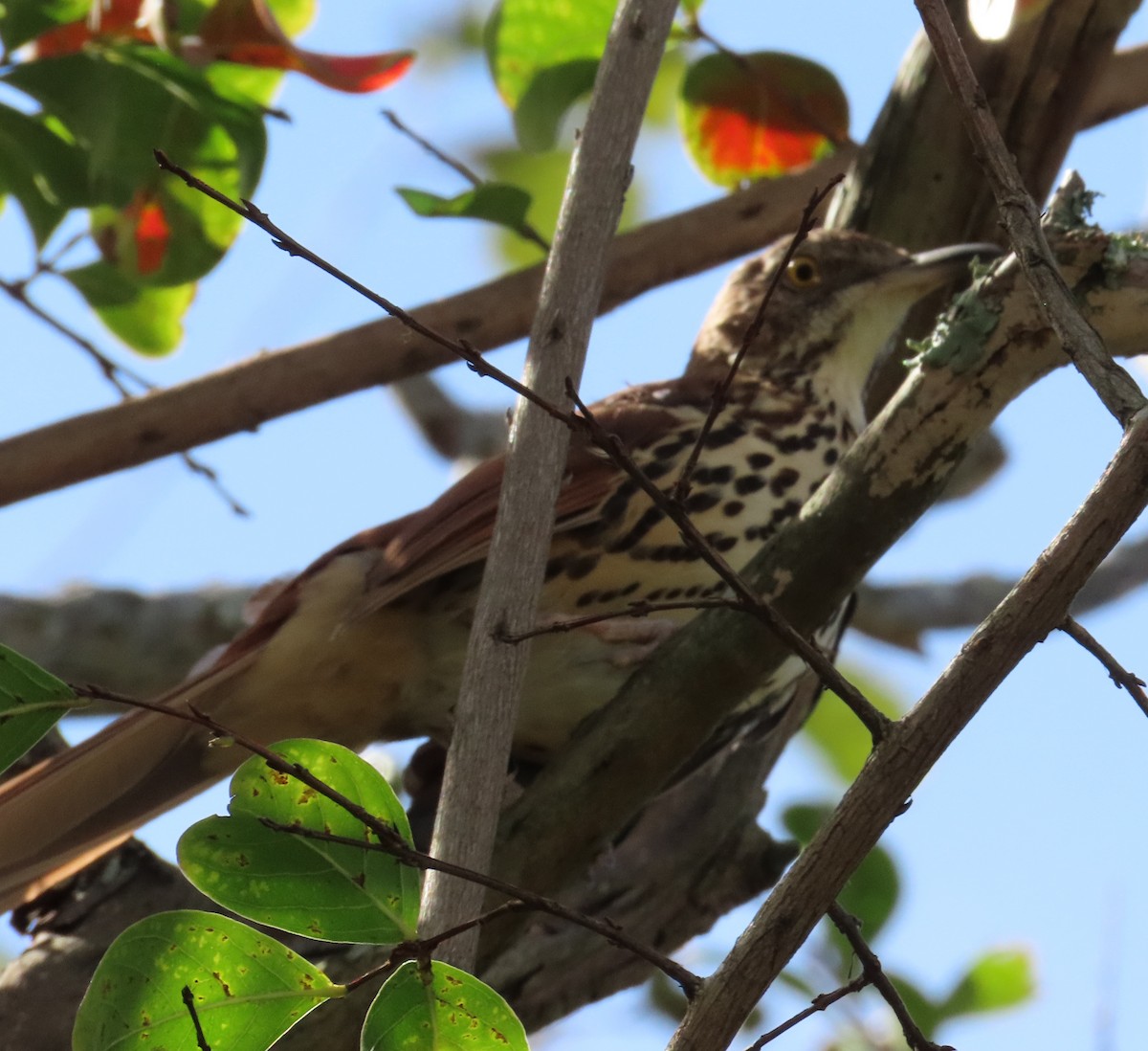 Brown Thrasher - ML624239927