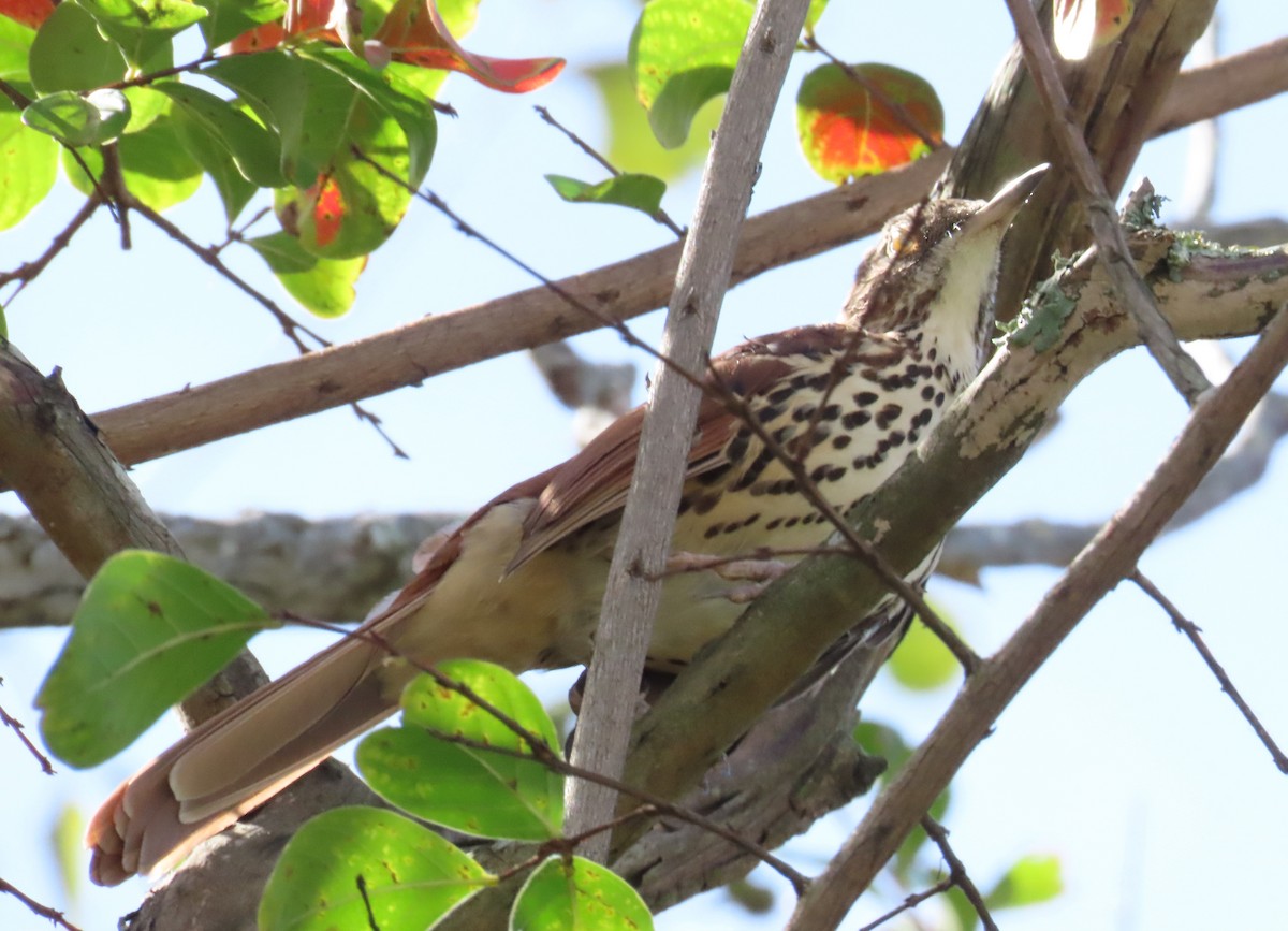 Brown Thrasher - ML624239929