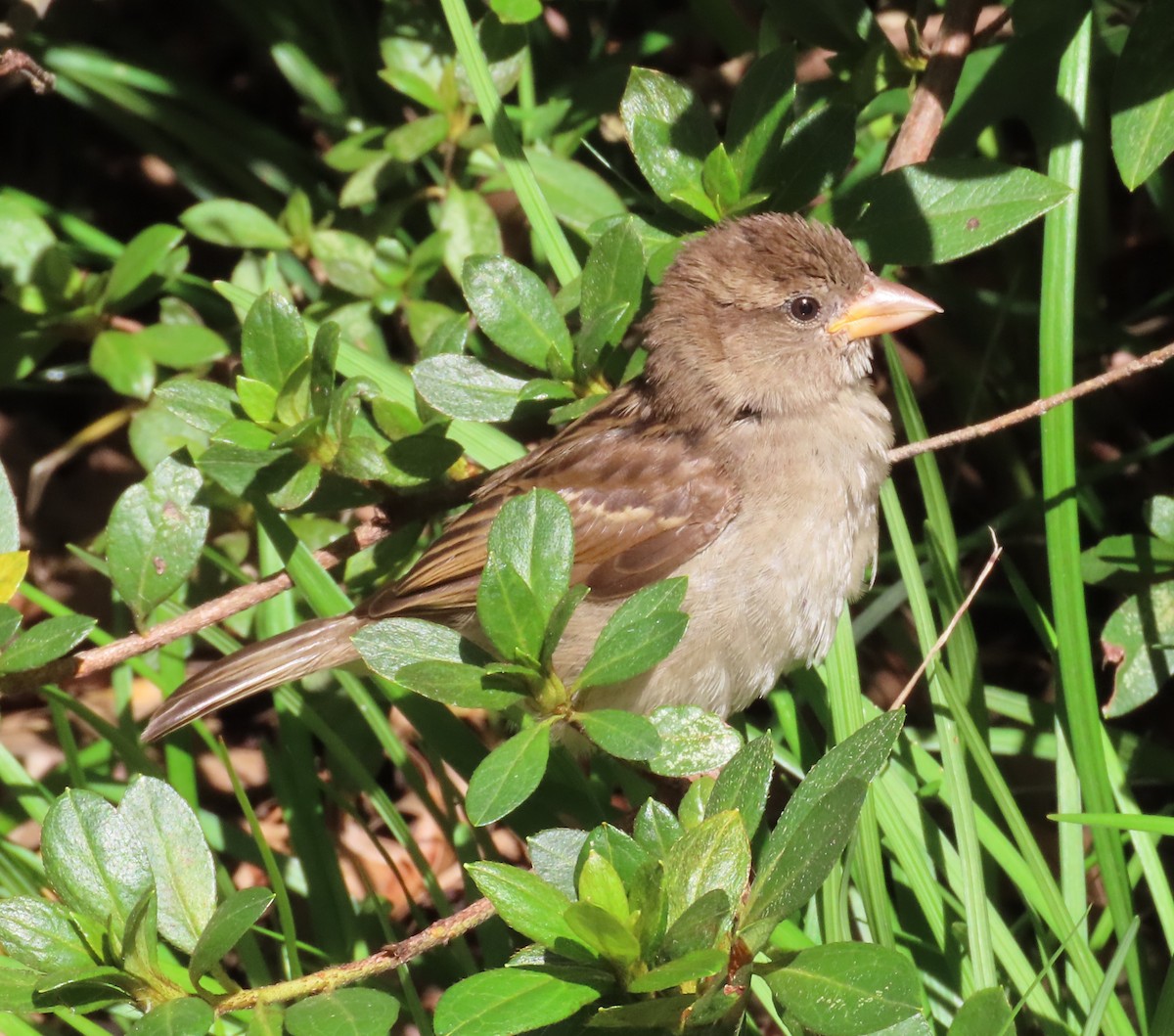 House Sparrow - ML624239938