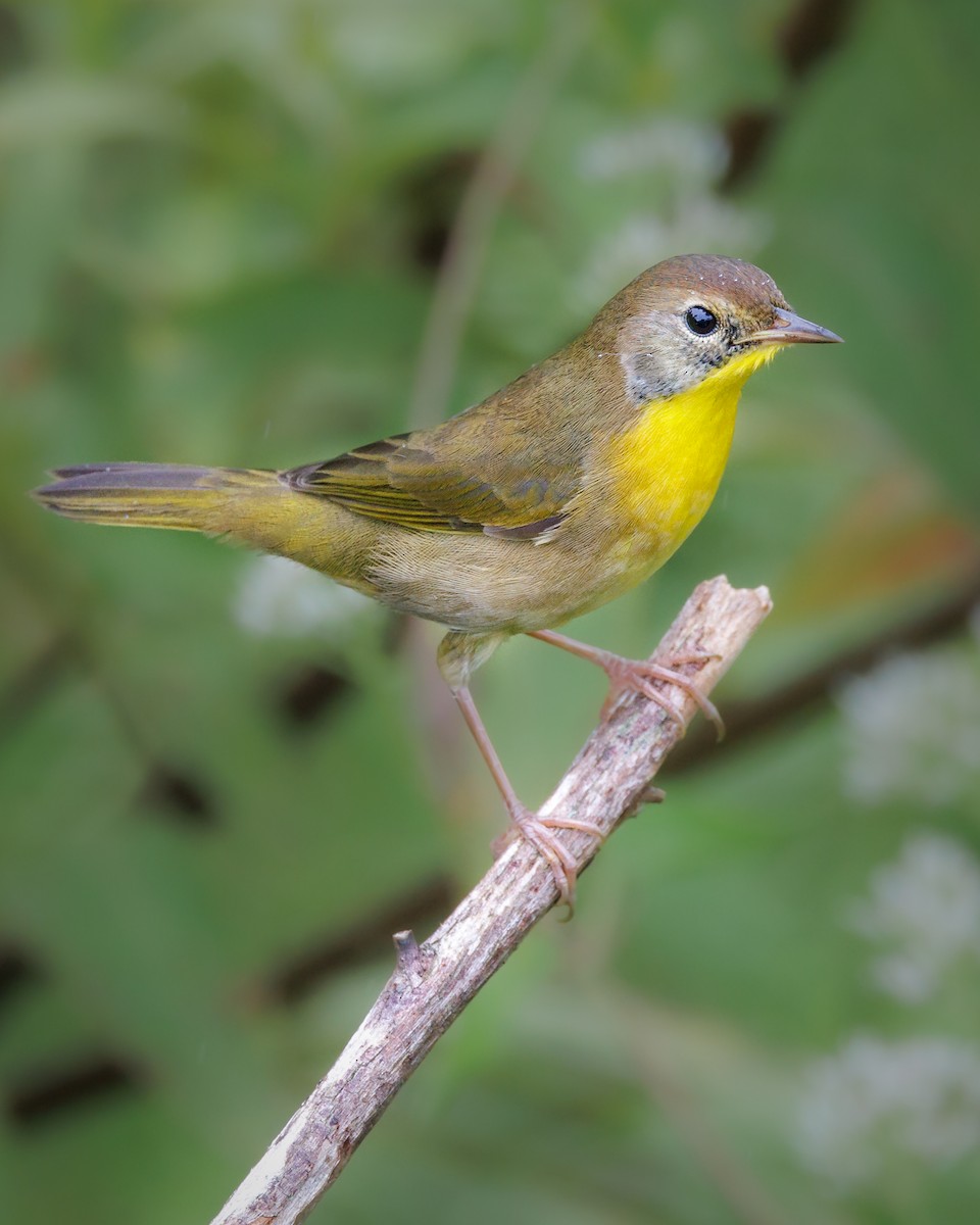 Common Yellowthroat - ML624239957