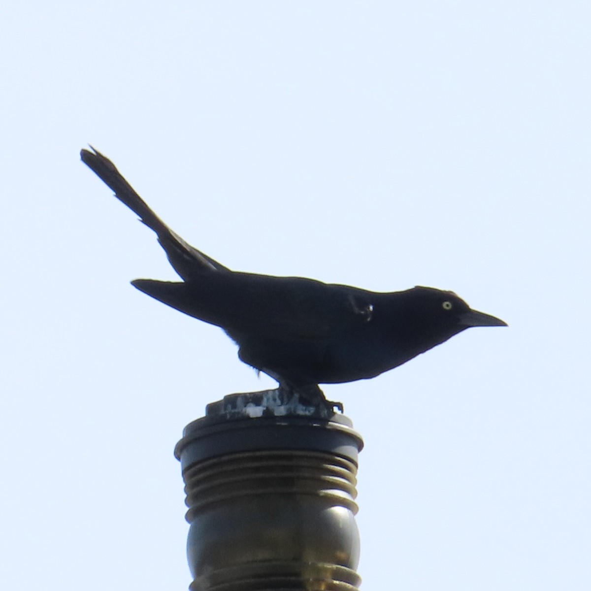 Boat-tailed Grackle - ML624239961