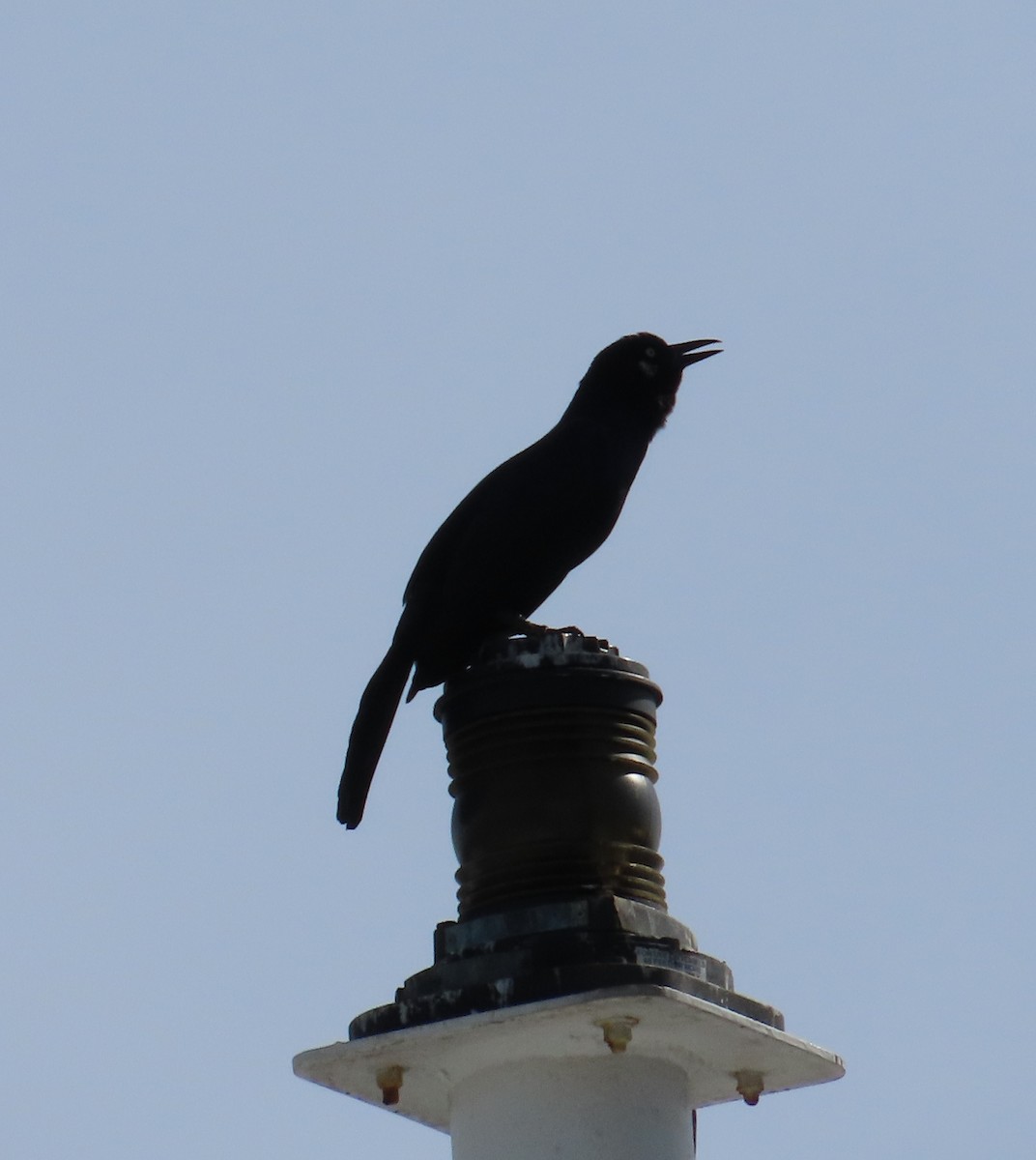 Boat-tailed Grackle - ML624239963