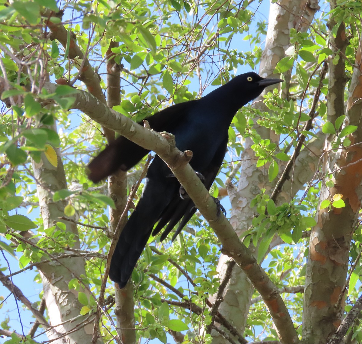 Boat-tailed Grackle - ML624239964