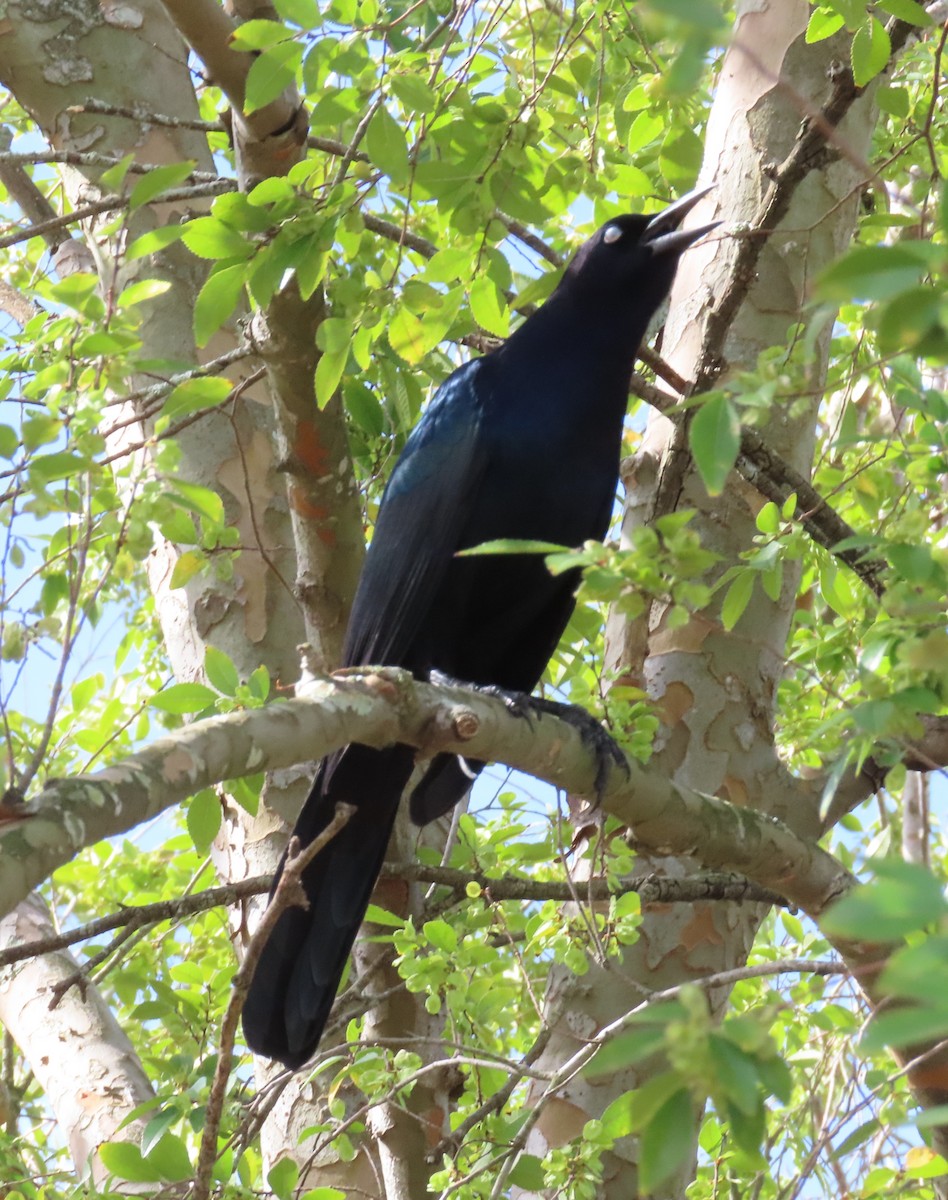 Boat-tailed Grackle - ML624239965