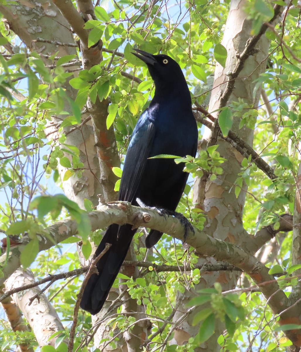 Boat-tailed Grackle - ML624239966