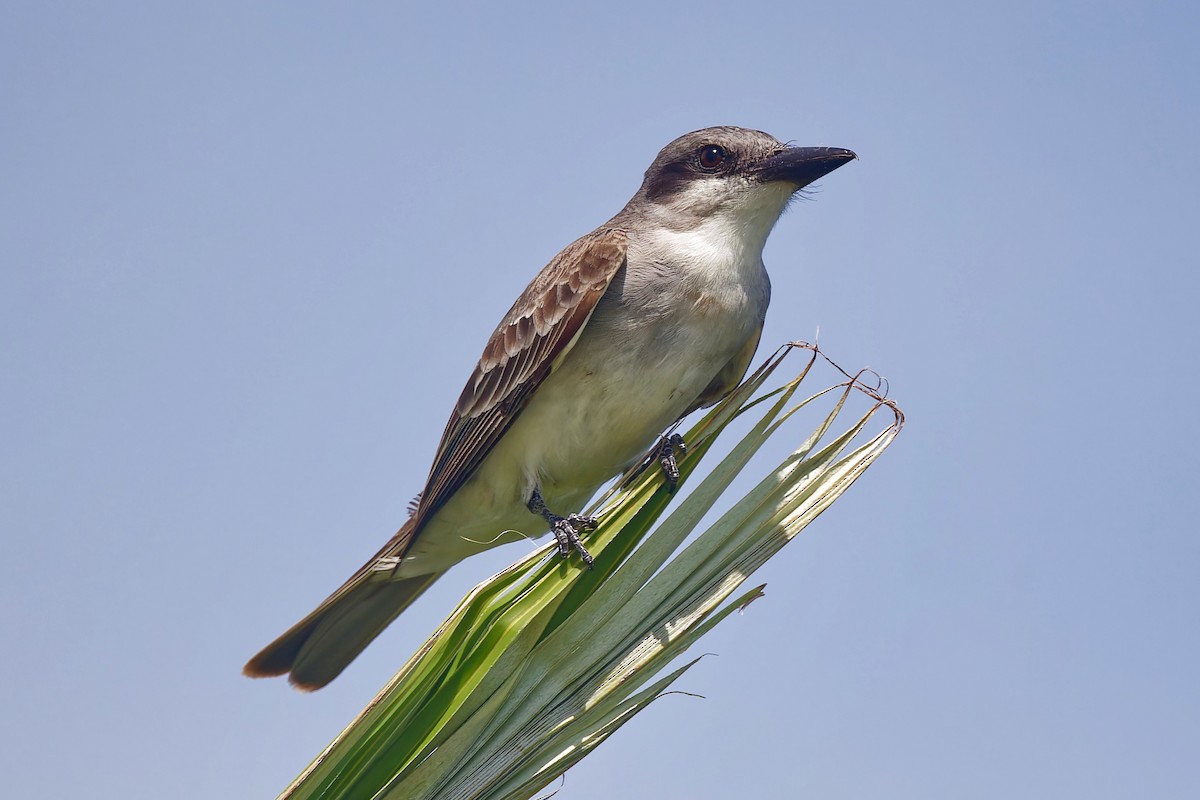 Gray Kingbird - ML624239974