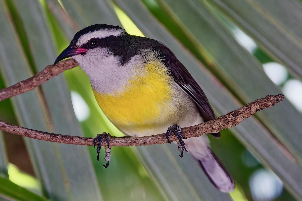 Bananaquit - ML624239979