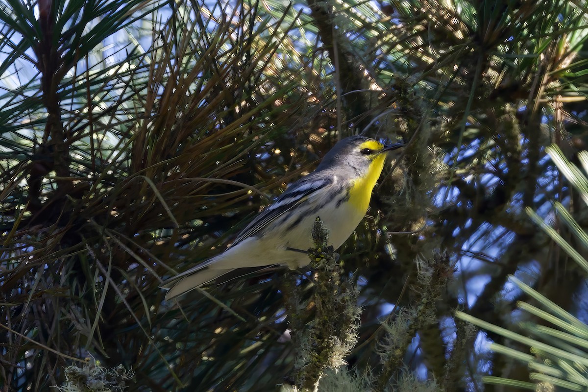 Grace's Warbler - ML624239980