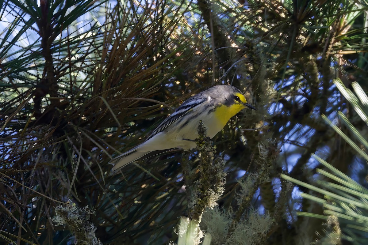 Grace's Warbler - ML624239981