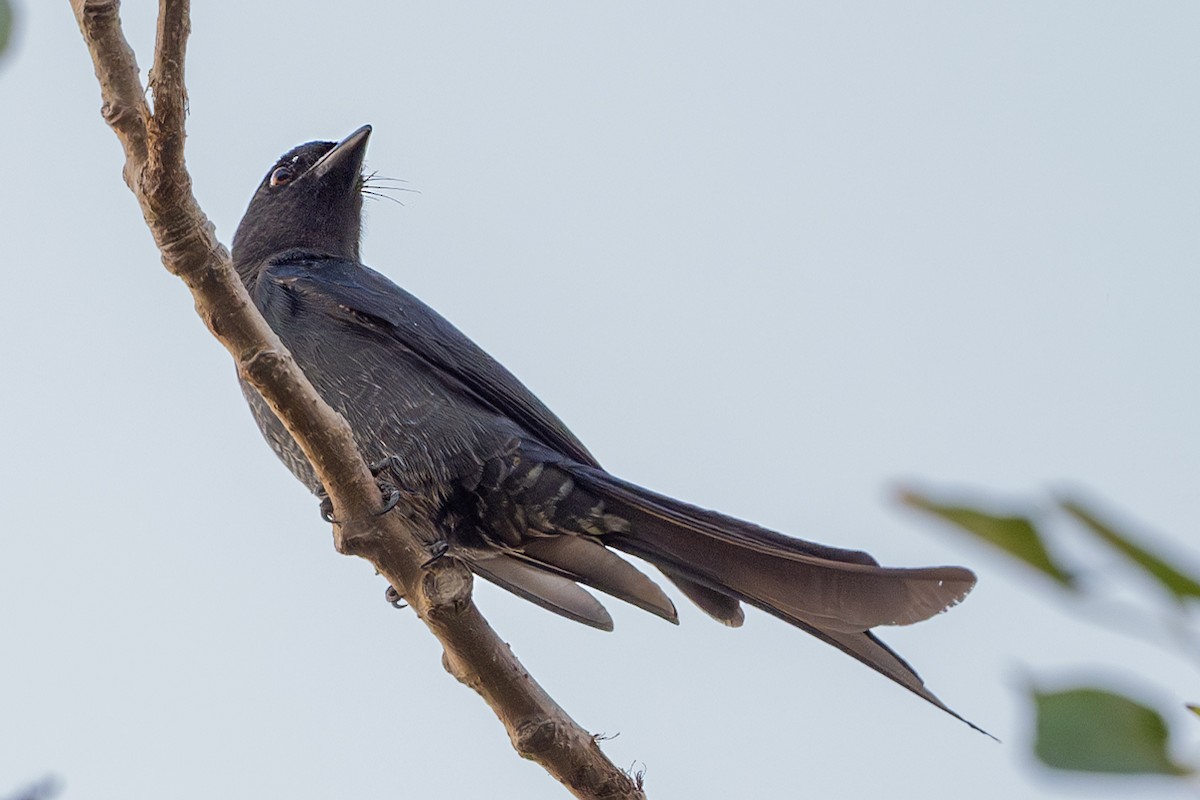 Ashy Drongo - Vivek Saggar