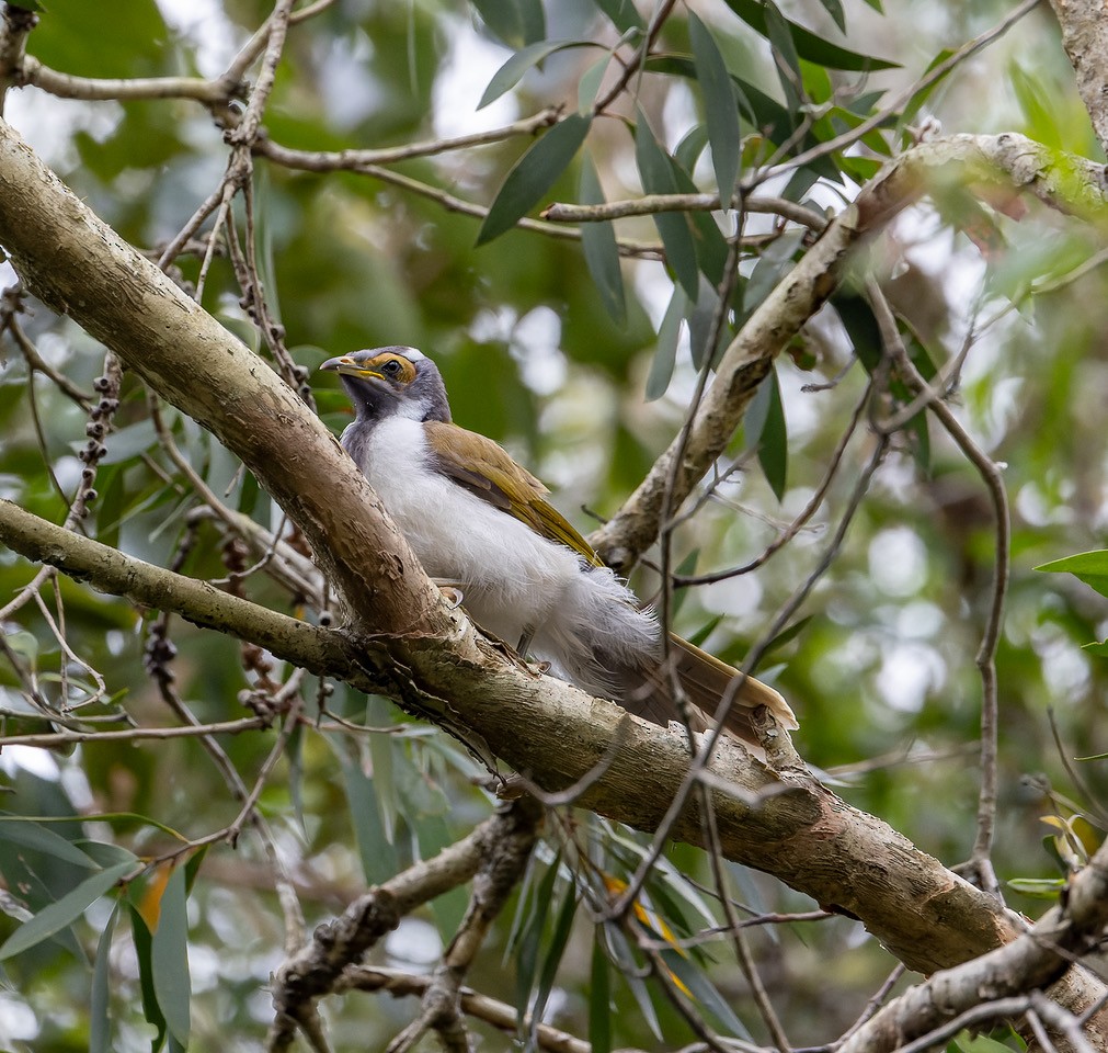 Blue-faced Honeyeater - ML624240001