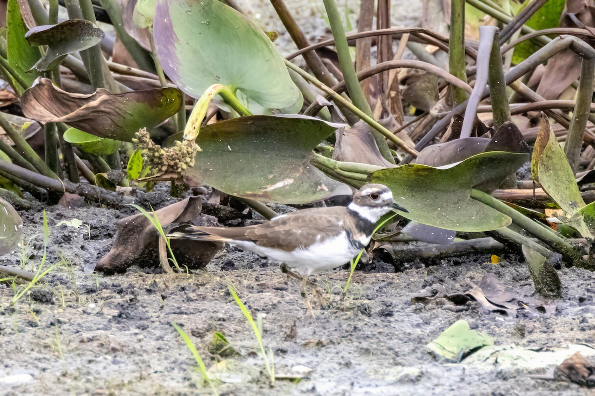 Killdeer - ML624240014