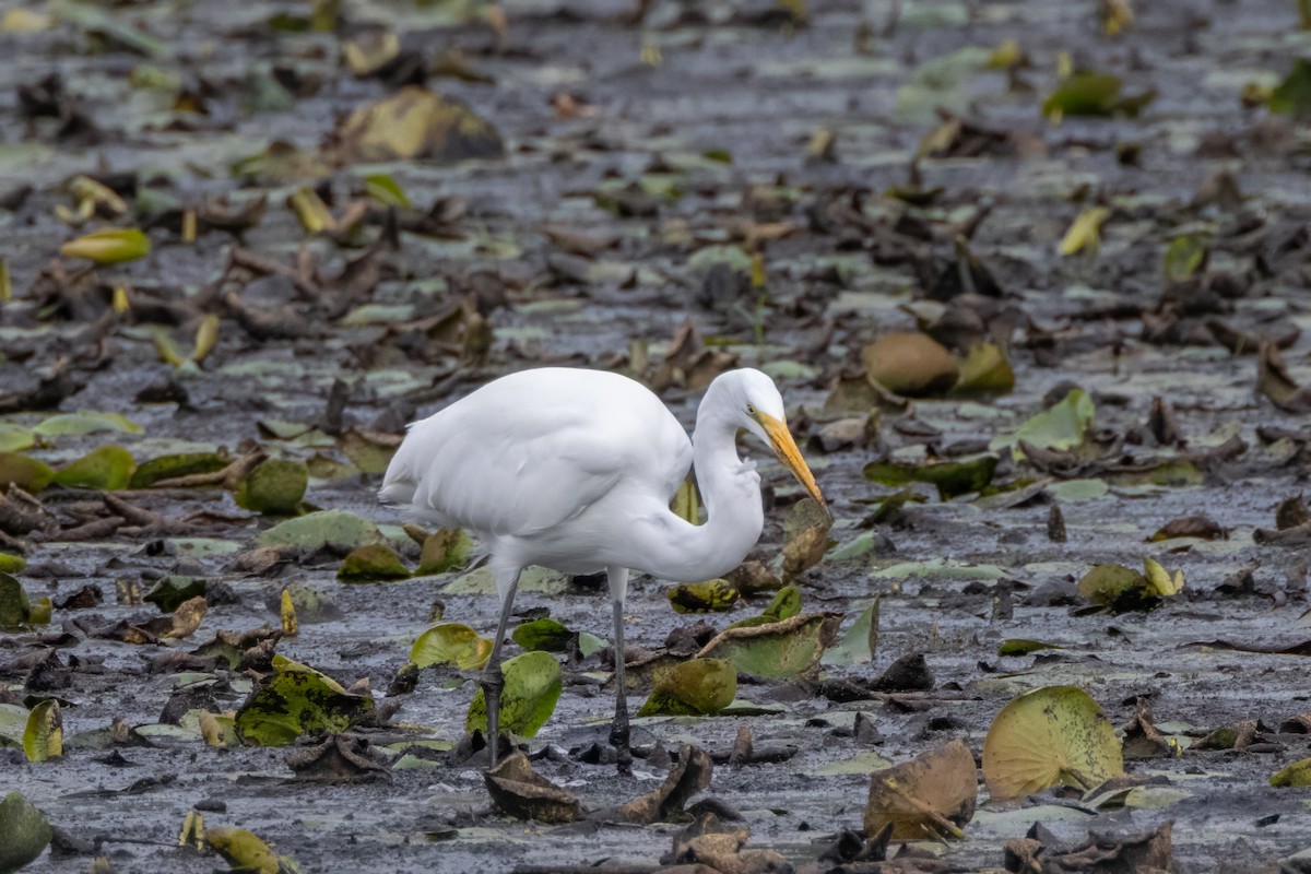 Great Egret - ML624240019