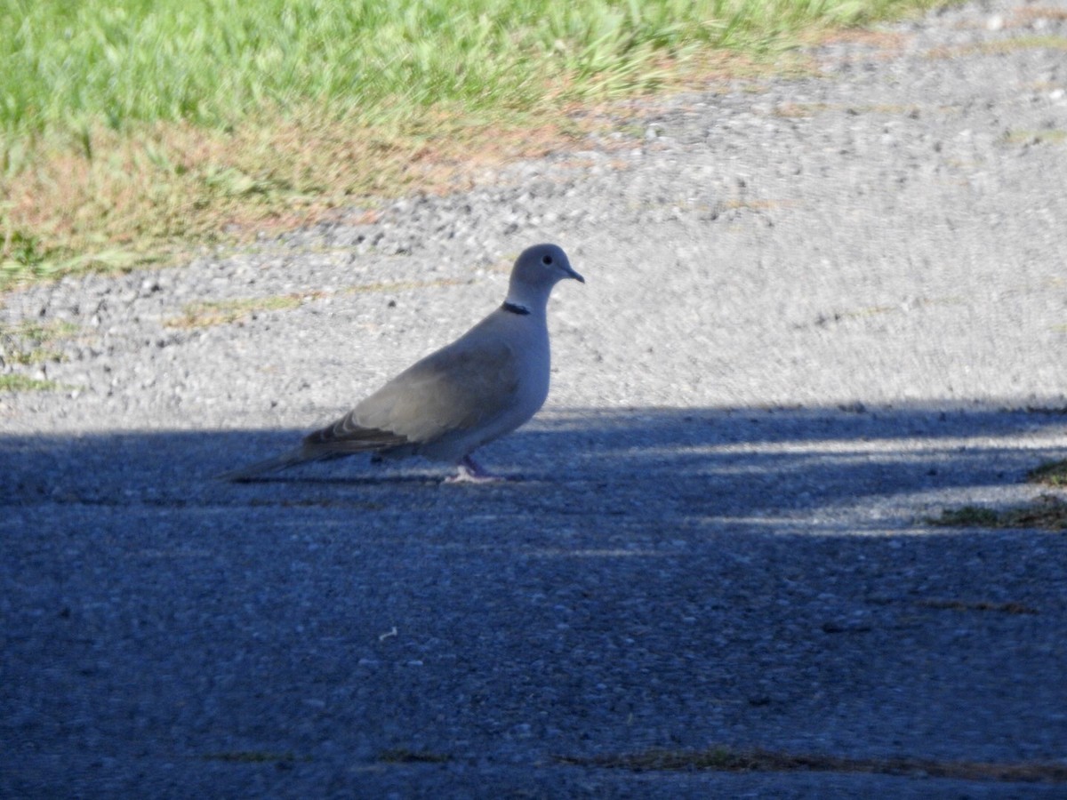 Eurasian Collared-Dove - Anita Hooker