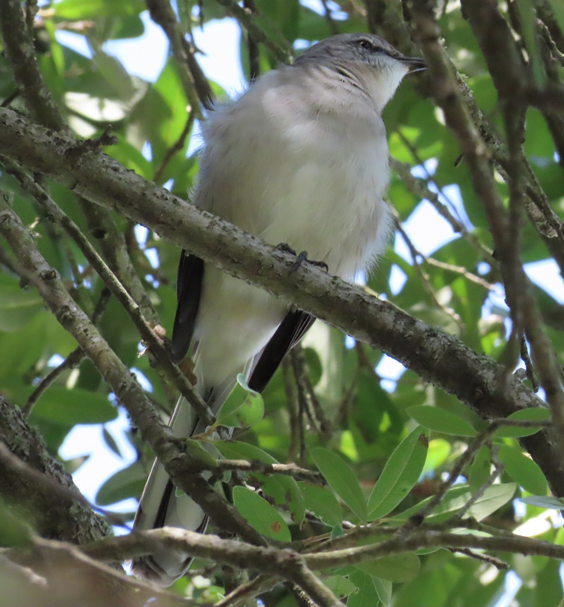 Northern Mockingbird - ML624240053