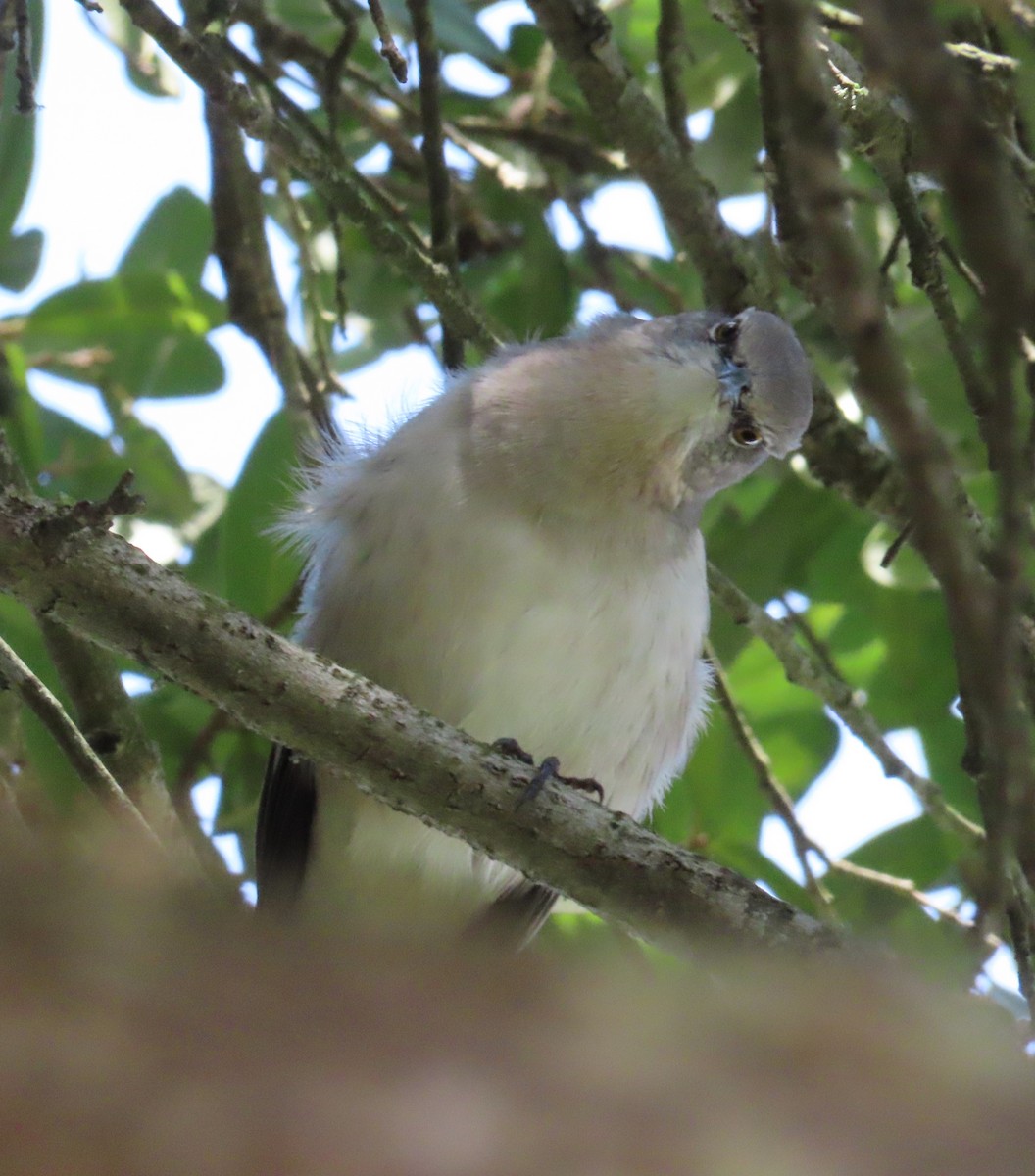 Northern Mockingbird - ML624240054