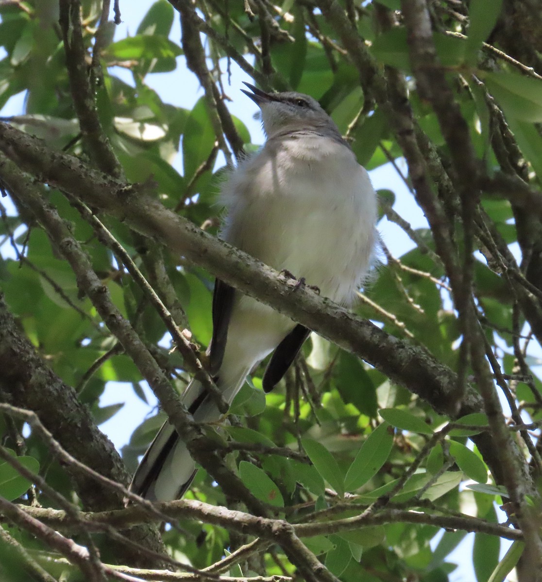 Northern Mockingbird - ML624240055