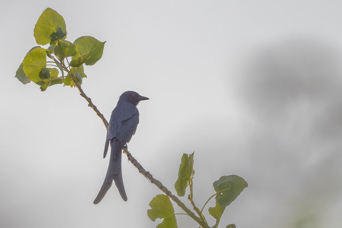 Ashy Drongo - ML624240085