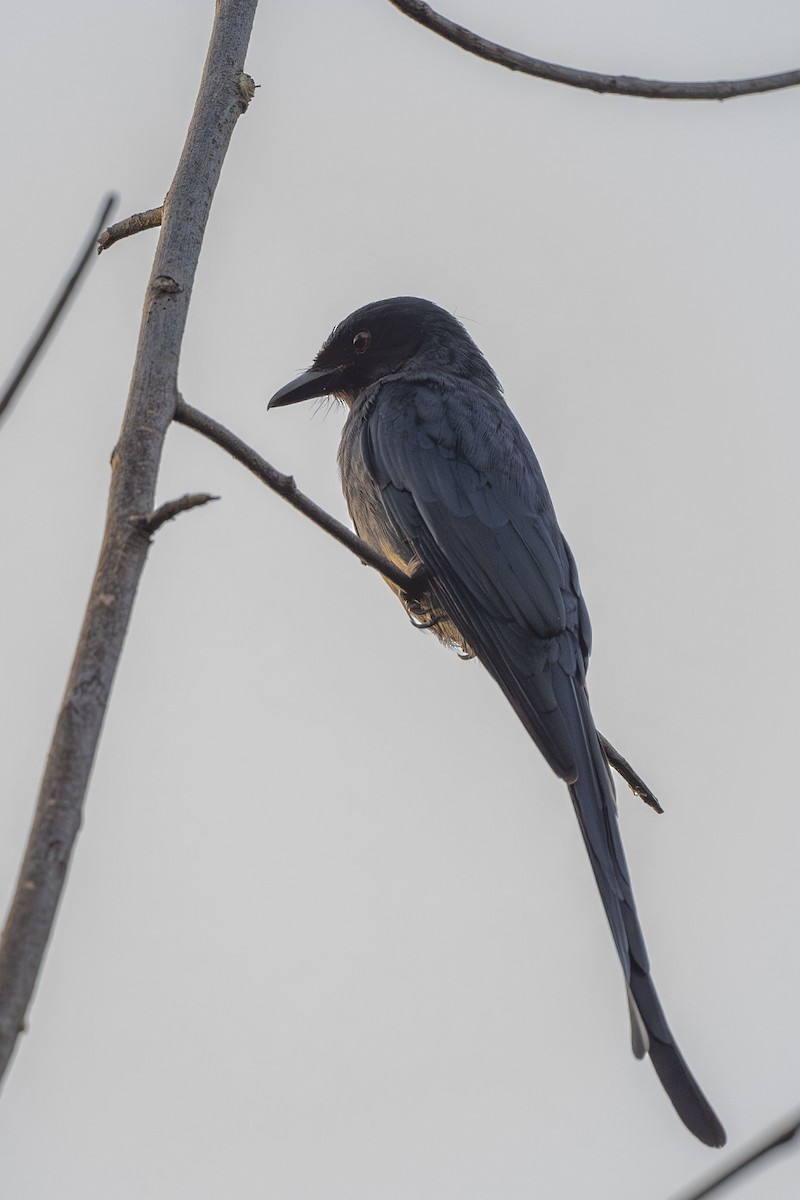 Ashy Drongo - ML624240135