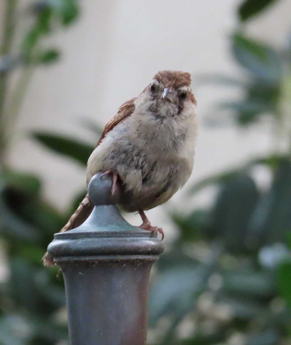 Carolina Wren - ML624240152