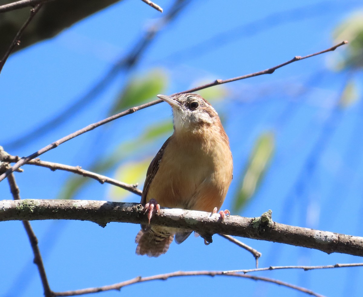 Carolina Wren - ML624240153