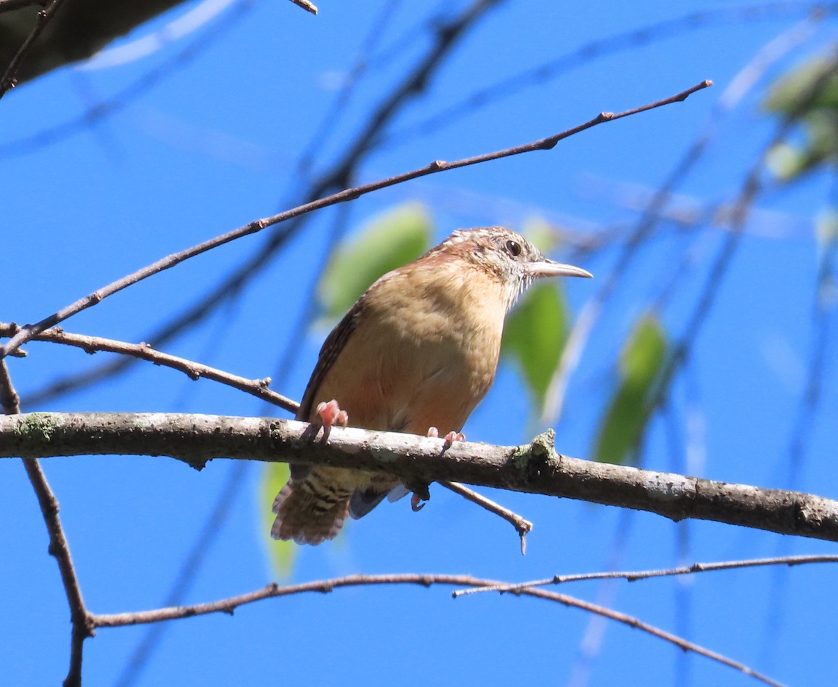 Carolina Wren - ML624240154