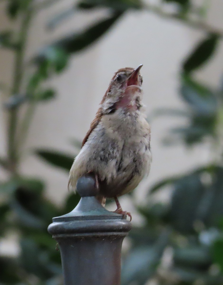 Carolina Wren - ML624240155