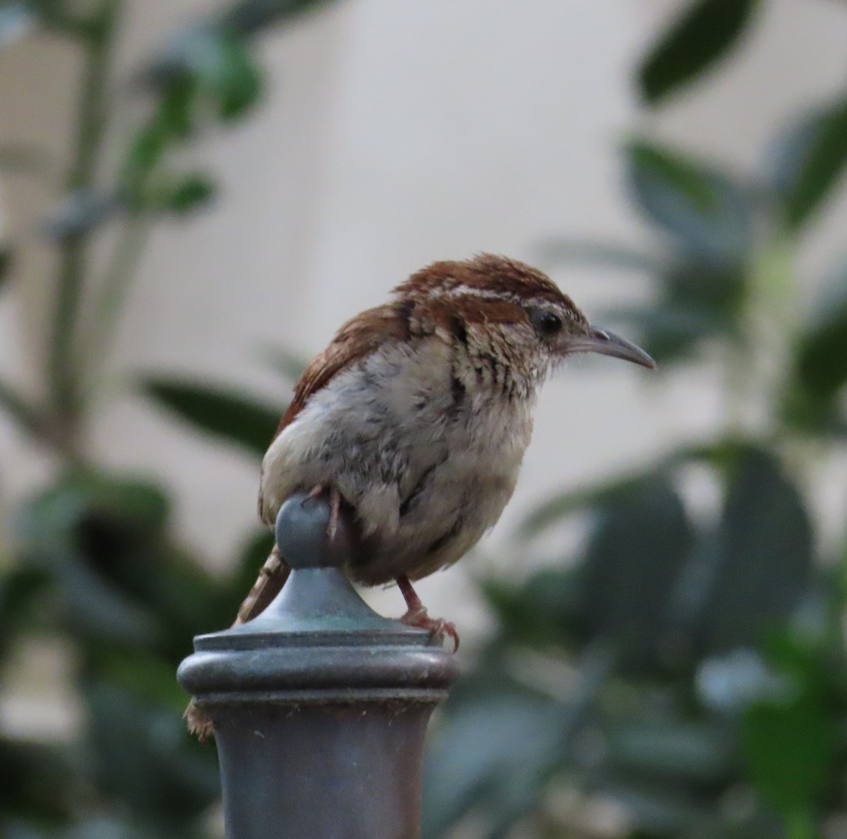 Carolina Wren - ML624240156