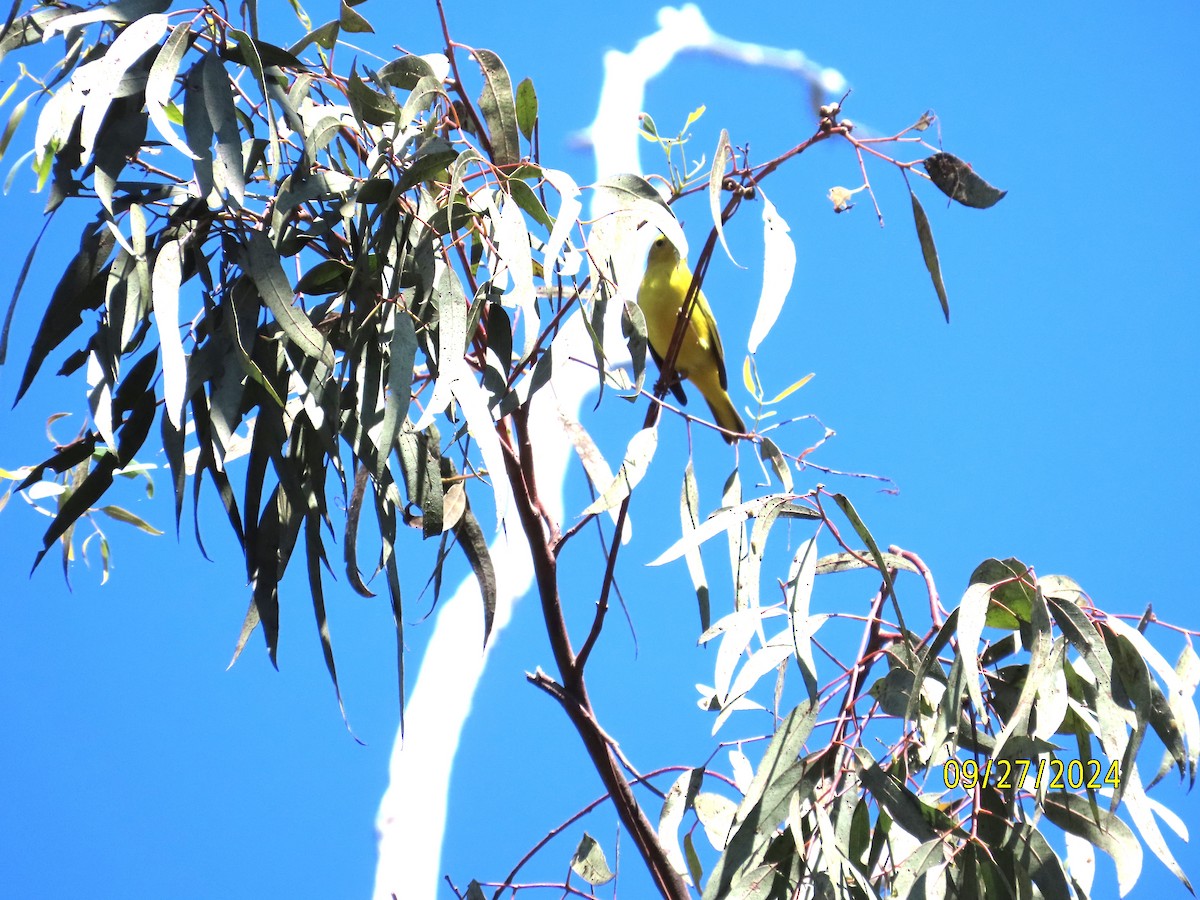 Yellow Warbler - ML624240204