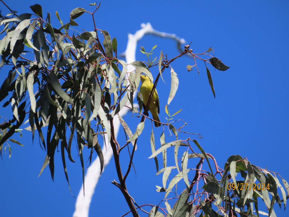 Yellow Warbler - ML624240207