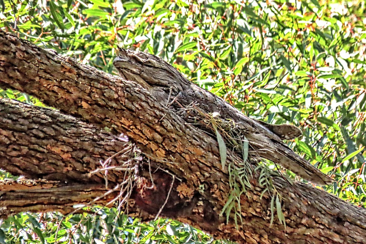 Tawny Frogmouth - ML624240226