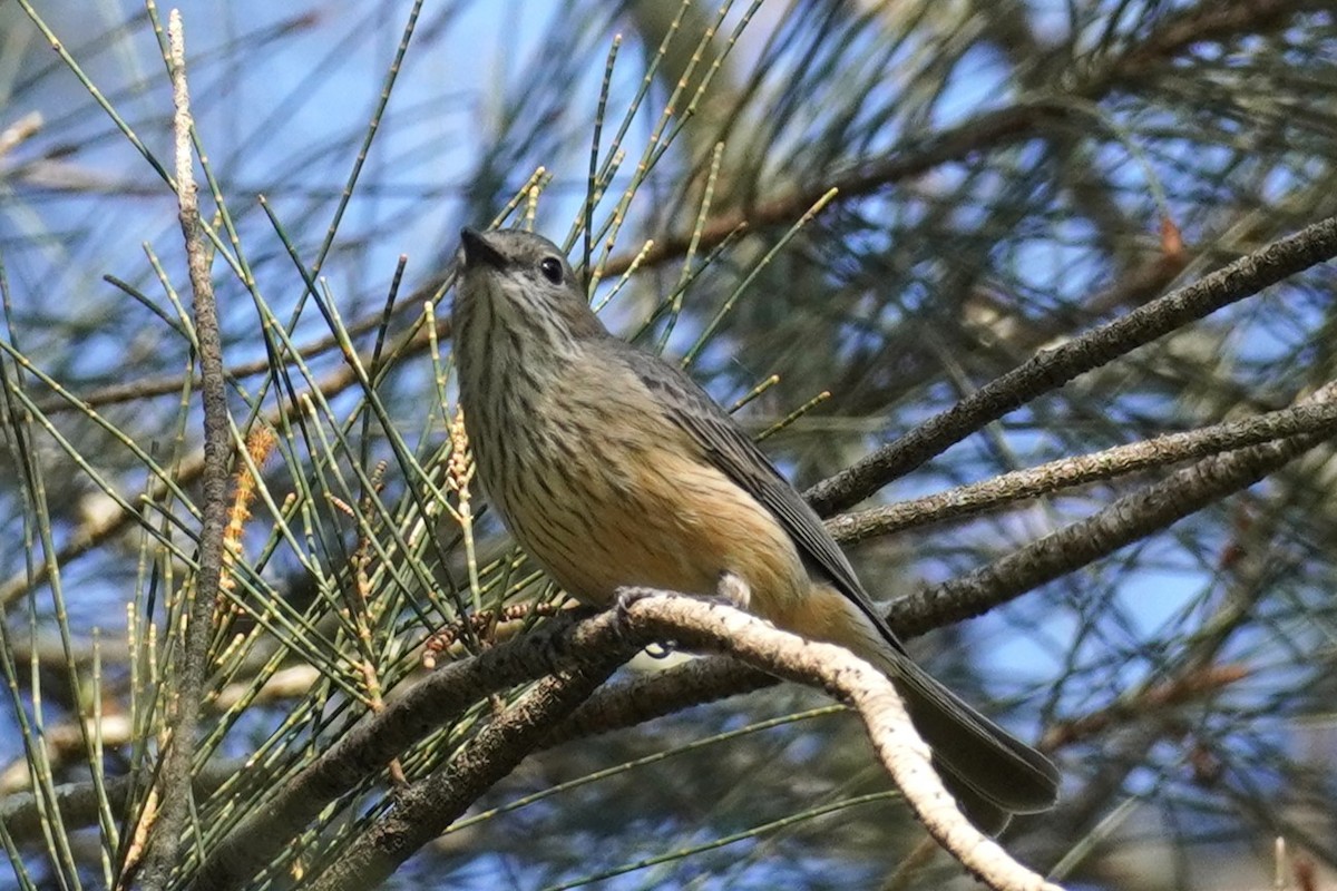 Rufous Whistler - ML624240275