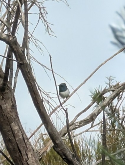 Leaden Flycatcher - ML624240281