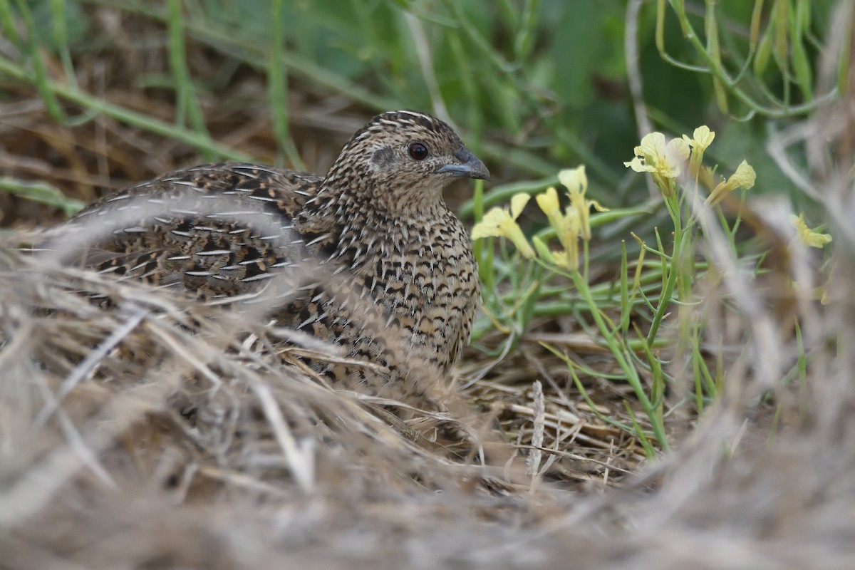 Brown Quail - ML624240291