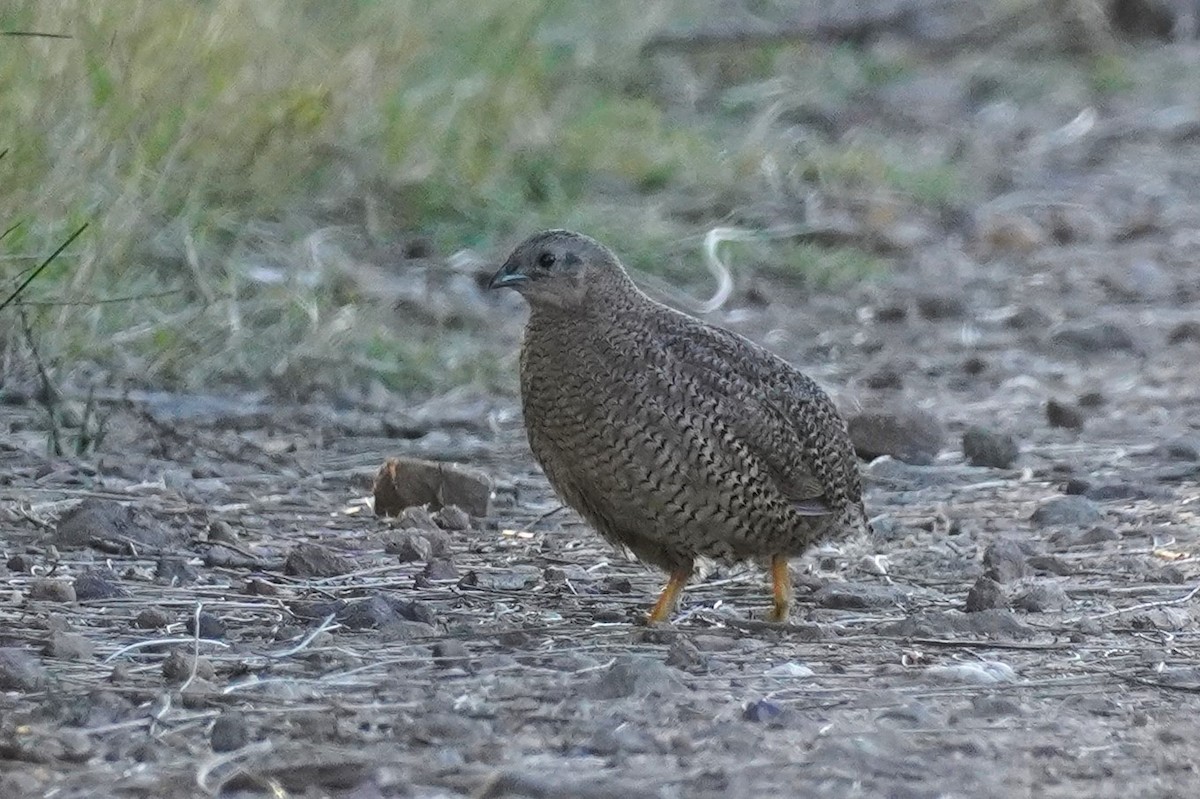 Brown Quail - ML624240306