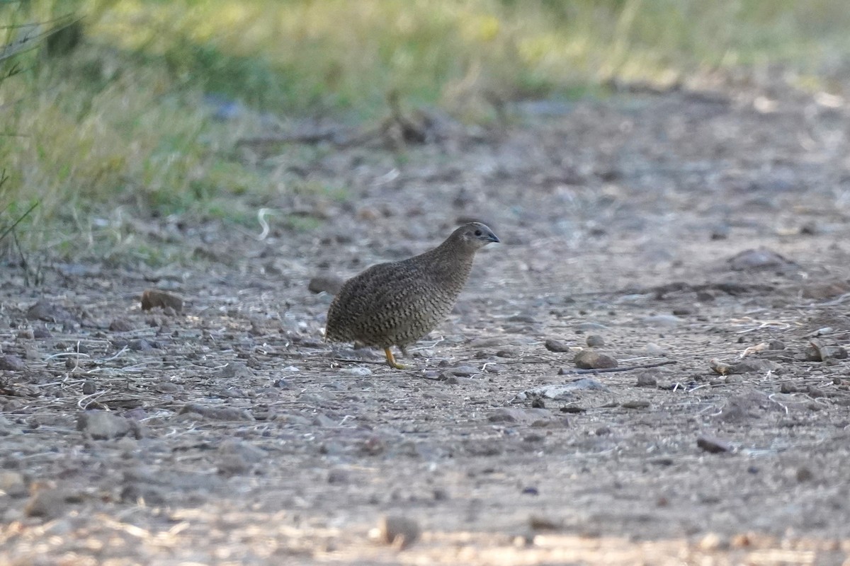 Brown Quail - ML624240307