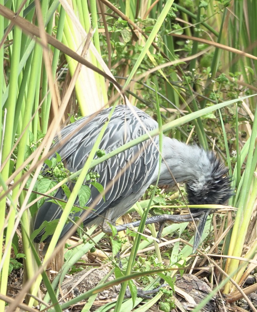 Great Blue Heron - Brian Bleecker