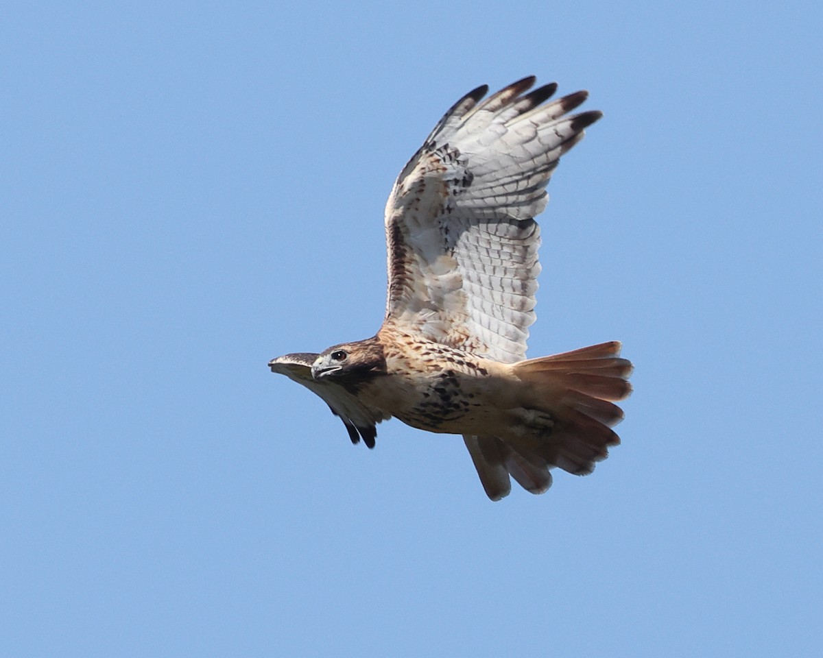 Red-tailed Hawk - Tom Murray