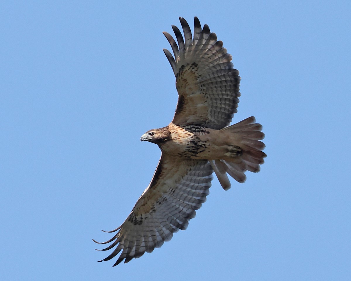 Red-tailed Hawk - Tom Murray