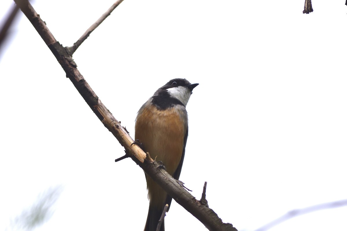 Rufous Whistler - Anthony Katon