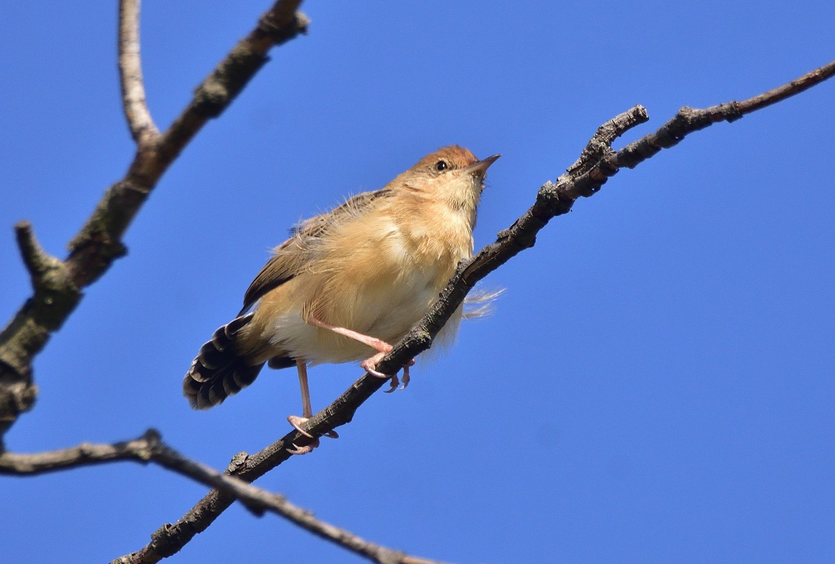 Cisticole à couronne dorée - ML624240363