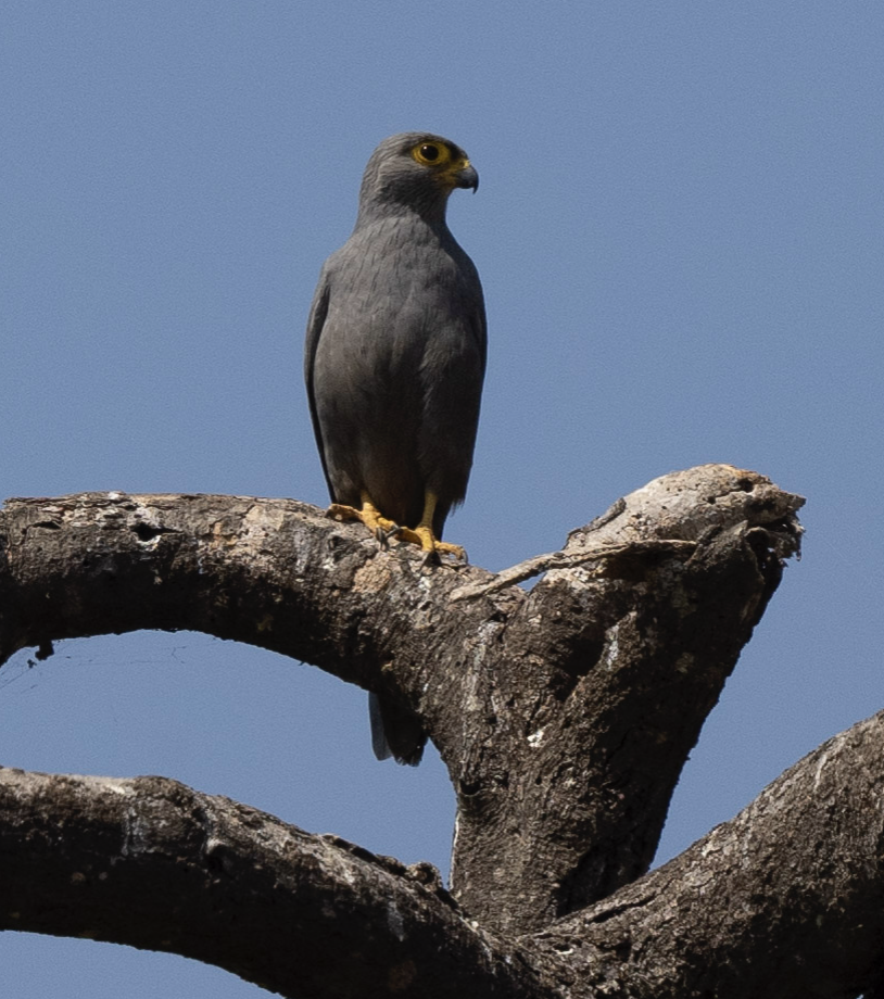 Gray Kestrel - ML624240383