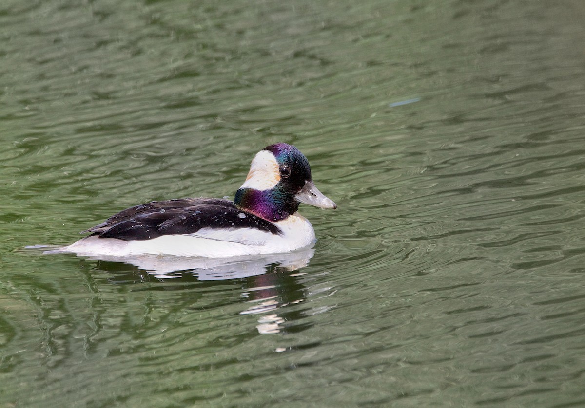 Bufflehead - ML624240400
