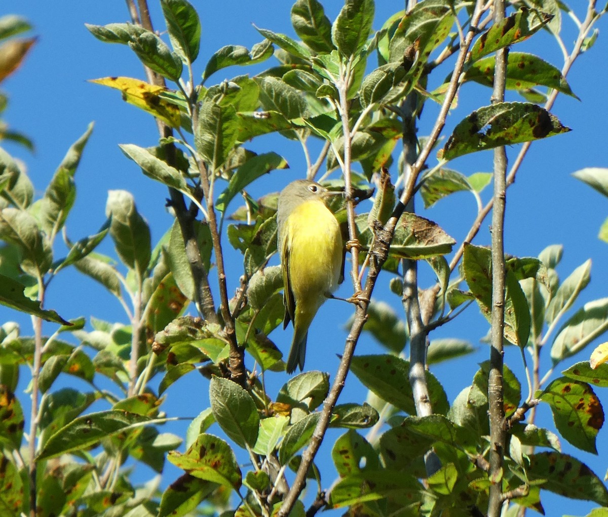 Nashville Warbler - ML624240445