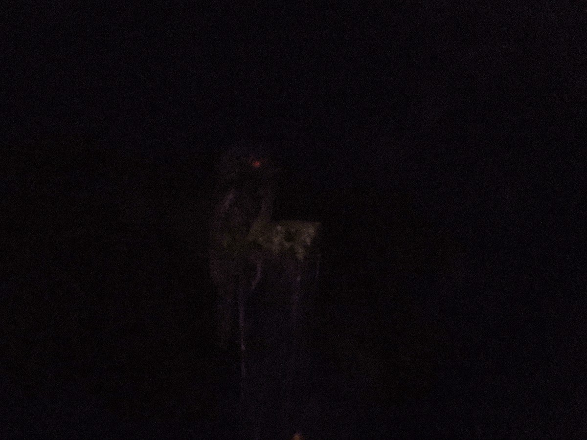 Common Potoo - ML624240480
