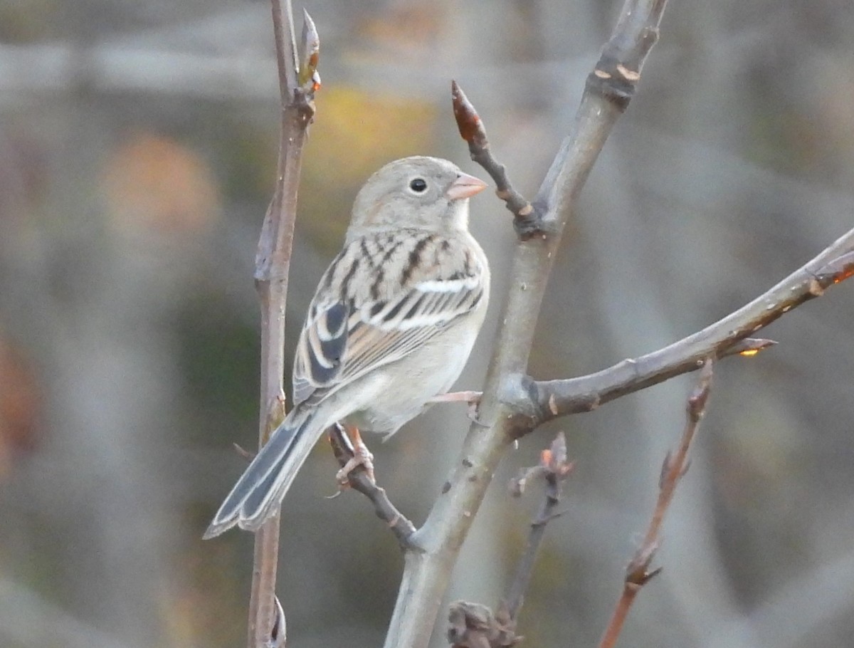 Field Sparrow - ML624240494