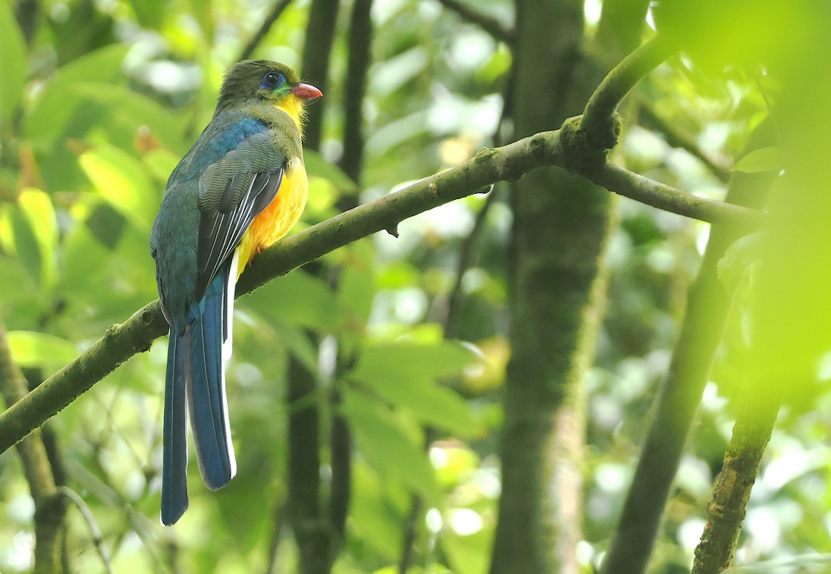 Javan Trogon - ML624240498