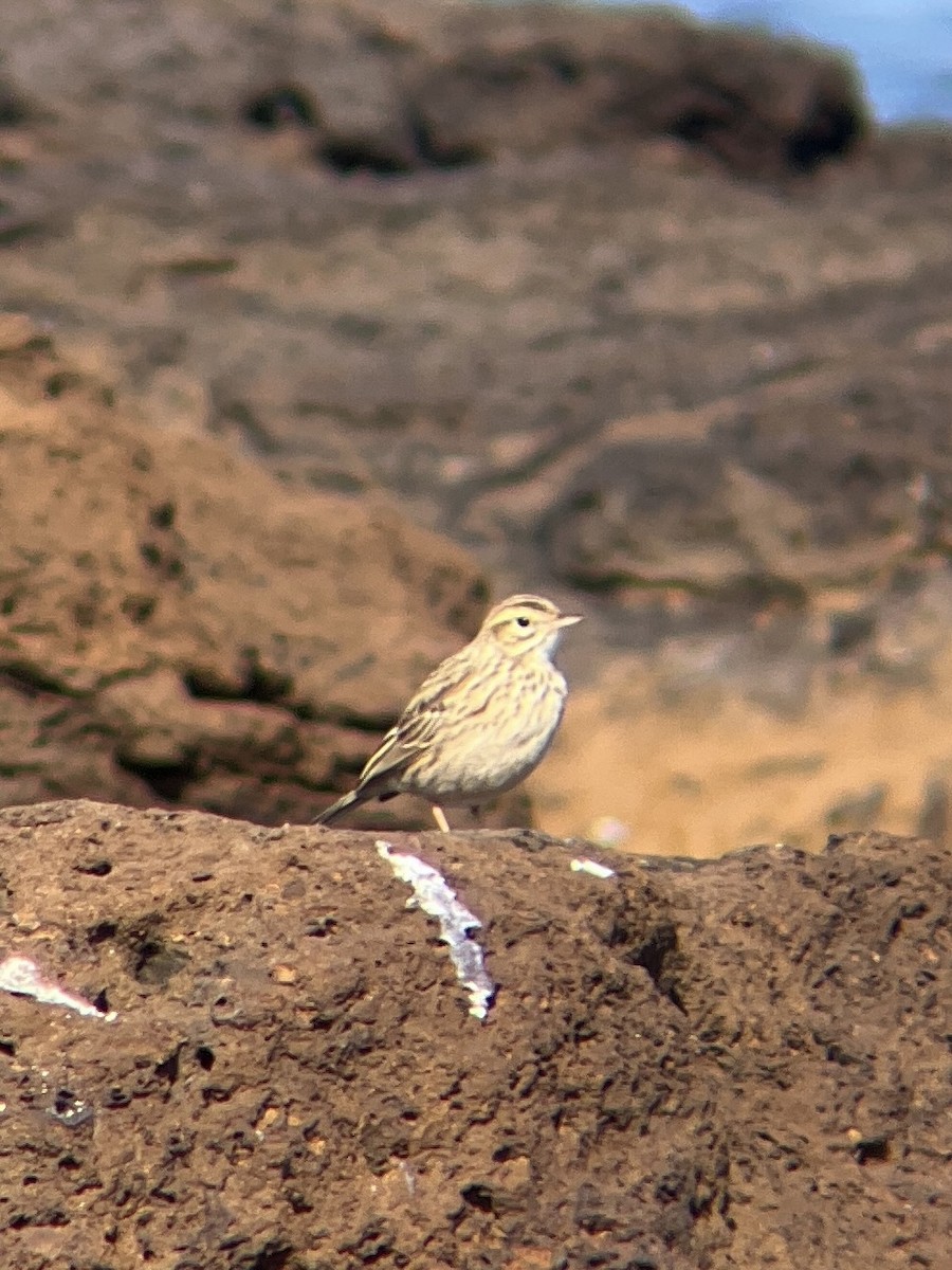 Australian Pipit - ML624240510